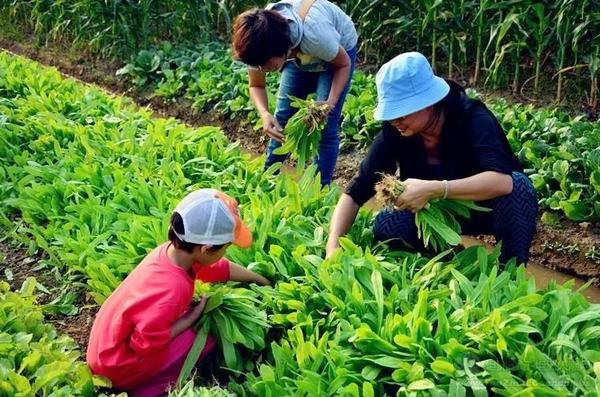 春光下绿油油的蔬菜哦.jpg