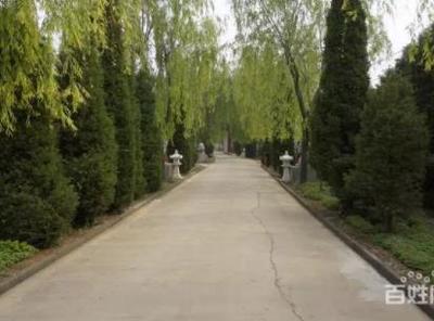 洛阳宝山陵园林荫大道