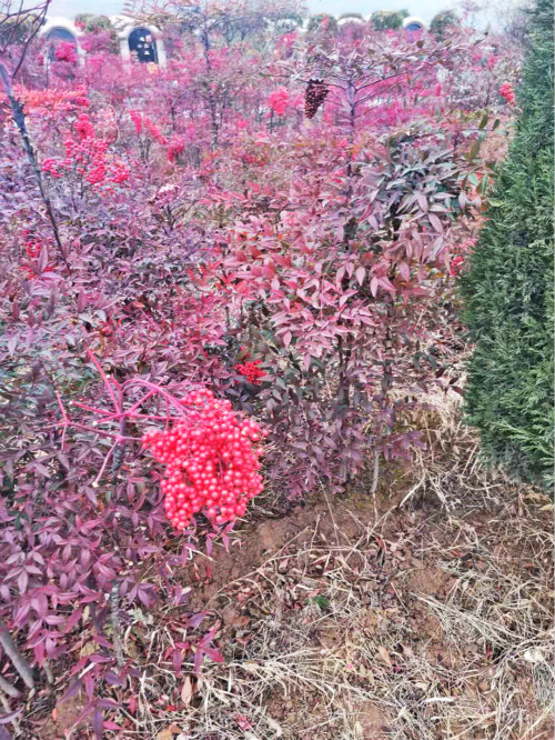 天香苑绿化区.jpg
