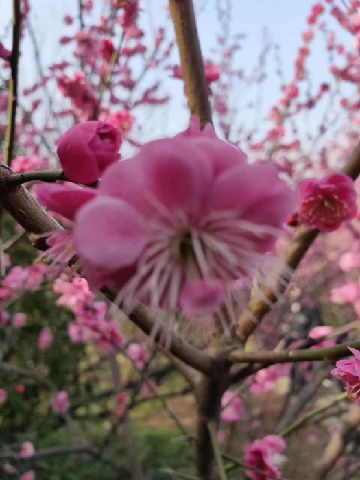 洛阳凤凰山纪念园姹紫嫣红