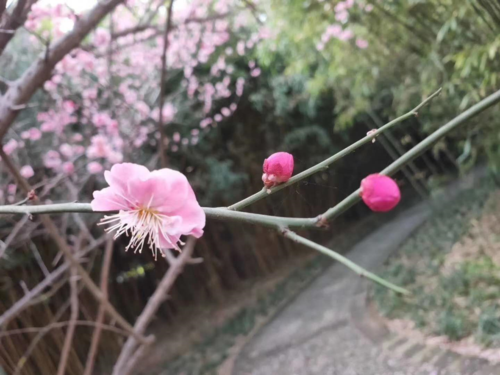 洛阳凤凰山纪念园踏青观光胜地