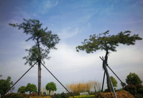 洛阳天寿陵园新区.png